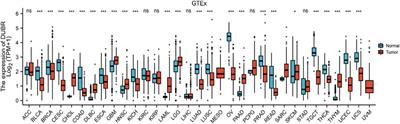 MiRNA-142-3P and FUS can be Sponged by Long Noncoding RNA DUBR to Promote Cell Proliferation in Acute Myeloid Leukemia